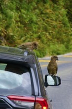 Kea (Nestor notabilis), two birds sitting on a car next to a mountain road surrounded by lush