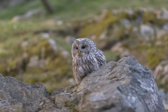 One tawny owl or brown owl (Strix aluco) sitting on a rock and looking for prey