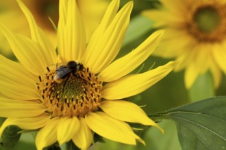 Bumblebee (Bombus spp) adult bee feeding on a Sunflower flower in an urban garden in summer,