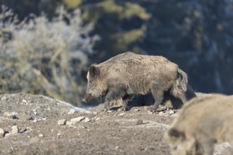 Wild boar or wild pig (Sus scrofa), walking on frosted ground, trees in the background