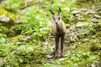 Chamois (Rupicapra rupicapra) youngster in a foreest, Bavaria, Germany, Europe