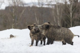 Wild boar or wild pig (Sus scrofa), fighting on snowy ground, trees in the background on snowy