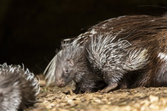 Old World porcupines (Hystrix cristata) mother with her youngster, Germany, Europe