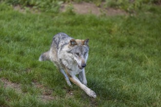 One adult male eurasian gray wolf (Canis lupus lupus) running through the green undergrowth at a