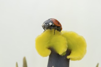 Seven-spot ladybird (Coccinella septempunctata) adult insect on a garden Tulip flower in