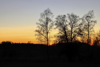 Sunset with beautiful red sky and forest silhouette, silhouette photograph, Wilnsdorf, North