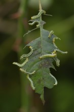 Large rose sawfly (Arge ochropus) caterpillar larva feeding on a rose leaf in a garden in summer,