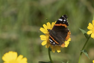 Red admiral butterfly (Vanessa atalanta) adult insect feeding on Corn marigold flowers in summer,