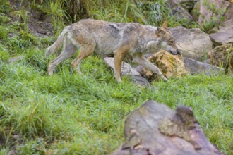 An adult male eurasian gray wolf (Canis lupus lupus) walks on a green meadow on hilly ground