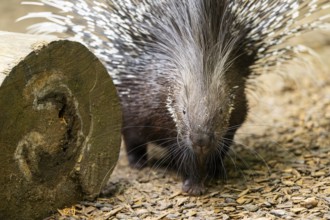 Old World porcupines (Hystrix cristata), Germany, Europe