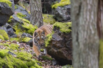 One young female Siberian Tiger, Panthera tigris altaica, walking between rocks in a forest