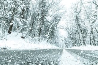 Winter forest snow road. Forest road winter snow view