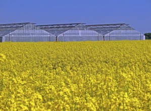 Rapeseed field, greenhouse