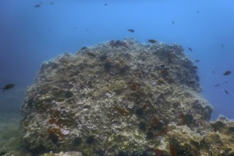 Sea Life Underwater Rocks Sunlight, Underwater Life, wildlife