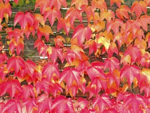 Leaves, autumn leaves, coloured