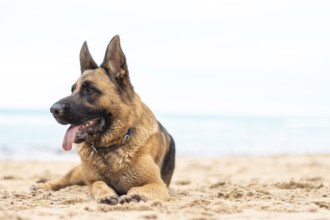 Beautiful German Shepherd dog lies on the sand at the beach Purebred animal. Happy face with tongue