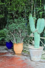 Jardin Majorelle, botanical garden in Marrakech, potted plants with cacti and shrubs in a rustic