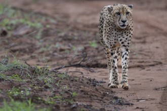 Cheetah (Acinonyx jubatus), Qwabi Private Game Reserve, Biosphere Reserve, Limpopo, South Africa,