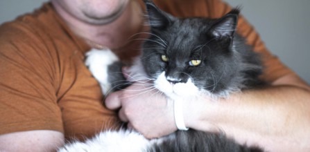 A person holding a fluffy black and white cat, showing affection