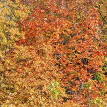 Autumn Forest Colorful Trees and Leafs, Background Autumn Trees, Autumn Texture Pattern