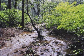 Stream and forest of Matheran in monsoon, Maharashtra, India, Asia