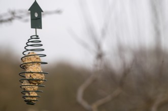 Metal spiral bird feeder with fat balls hanging from a tree branch, providing food for birds during