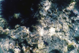 Common Long Spined Sea Urchin, (Diadema antillarum) underwater, Marine life