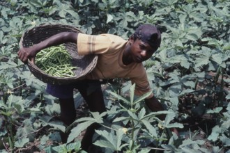 Boy picking vegetable from farm, Uttan, Bhayandar, Thane, Maharashtra, India, Asia