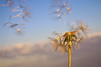 The golden dandelion with flying seeds against the blue sky and pink clouds