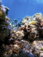 Underwater landscape reef with algae, Blue underwater background