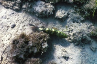 Abudjubbe wrasse (Cheilinus abudjubbe) Underwater, Marine life