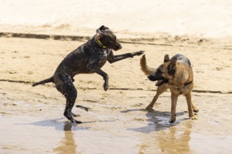 Image of two dogs playing and running on the beach. german shepherd and german shorthaired pointer