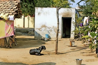 Goat tied to a pole, Moharli, Chandrapur, Maharashtra, India, Asia