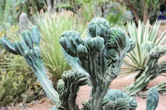 Jardin Majorelle, Botanical Garden in Marrakech, Green moulded, irregular cacti in a dry garden