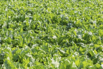 Sugar beet field. Green sugar beets in the ground