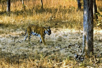 Tiger walking, Tadoba Wildlife Sanctuary, Chandrapur, Maharashtra, India, Asia