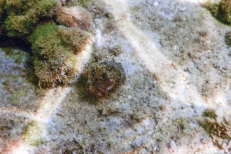 Cuttlefish camouflage. Cuttlefish Swimming underwater