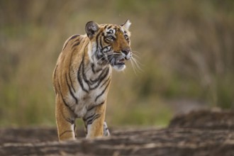 Bengal Tiger in Ranthambhore national park, rajasthan, India, Asia