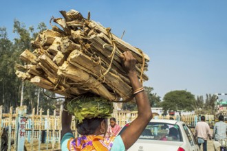 Woman carrying fire wood on head, jharkhand, India, Asia