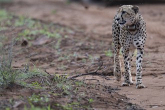 Cheetah (Acinonyx jubatus), Qwabi Private Game Reserve, Biosphere Reserve, Limpopo, South Africa,