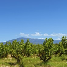 Vineyards Provence