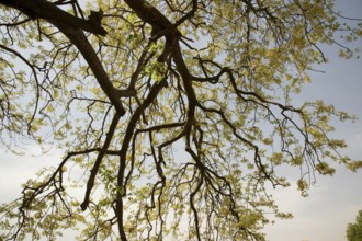 Branch of tree, prem sarovar gajipur chata, mathura, uttar pradesh, india, asia