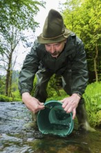 Releasing salmon in Saxon Switzerland