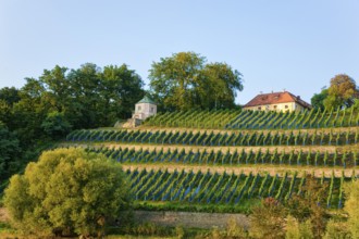 Wine terraces on the banks of the Elbe in Dresden