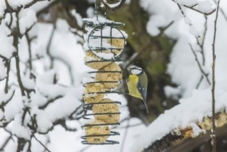 The blue tit (Cyanistes caeruleus) (syn.: Parus caeruleus) is a bird species of the genus Cyanistes