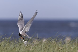 Common Tern (Sterna hirundo), territorial fight of a pair in the colony, dispute between two