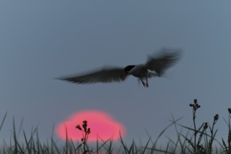 Common Tern (Sterna hirundo), flight study at sunset, in flight with motion blur of the wings,