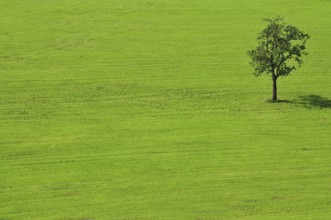 Tree in a meadow, Upper Swabia, Baden-Württemberg, Germany, Europe