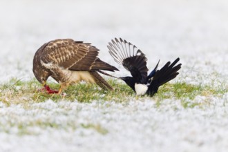 Common Buzzard, being harassed by Common Magpie (Pica pica), Lower Saxony, Germany (Buteo buteo)