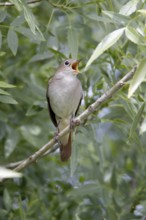 Nightingale (Luscinia megarhynchos), Portugal, Europe